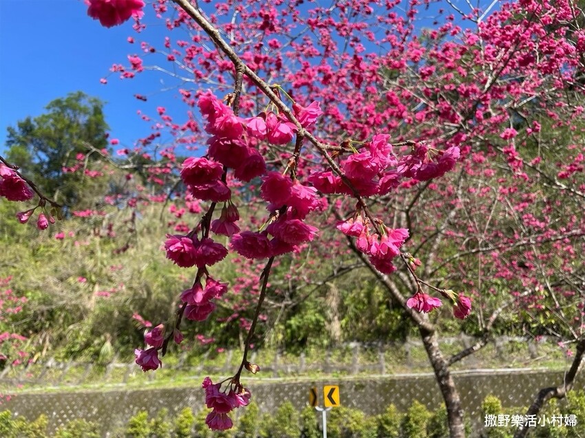 宜蘭賞櫻景點》台七丙線【櫻花公路】一路粉紅浪漫
