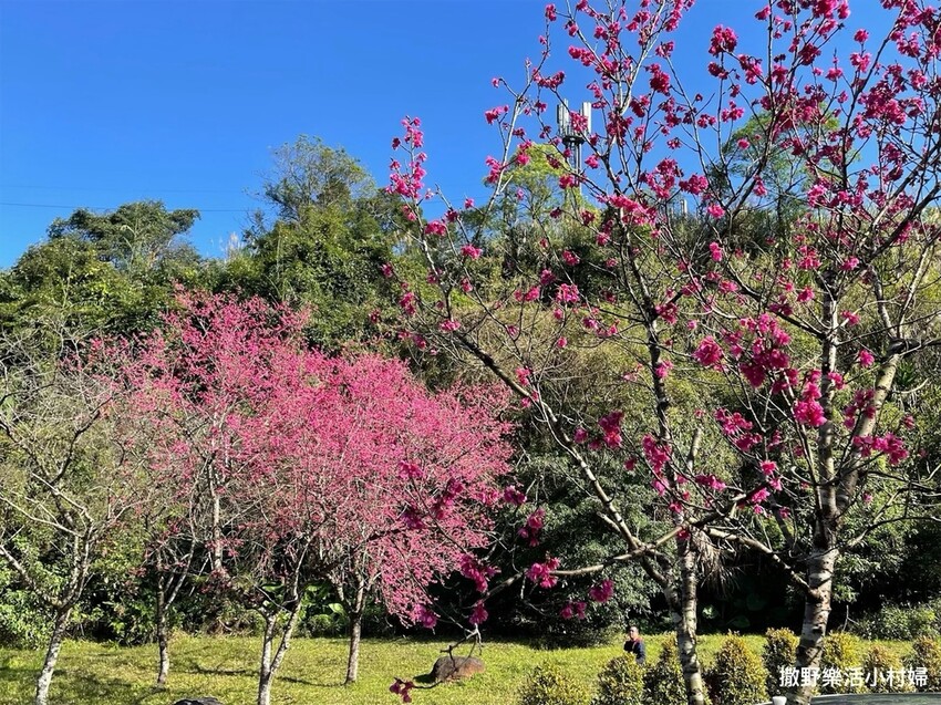 宜蘭賞櫻景點》台七丙線【櫻花公路】一路粉紅浪漫