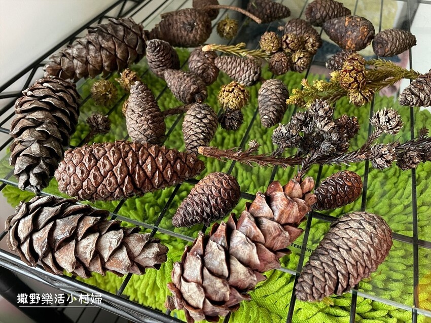 秋天撿果記》大自然的禮物【會呼吸的松果｜帶翅的種子_台灣黃杞
