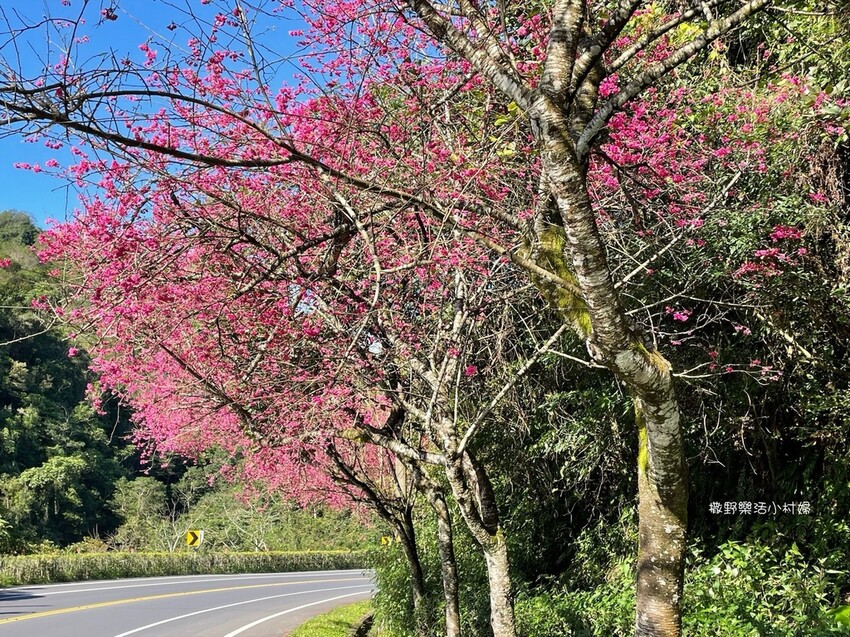 宜蘭賞櫻景點》台七丙線【櫻花公路】一路粉紅浪漫