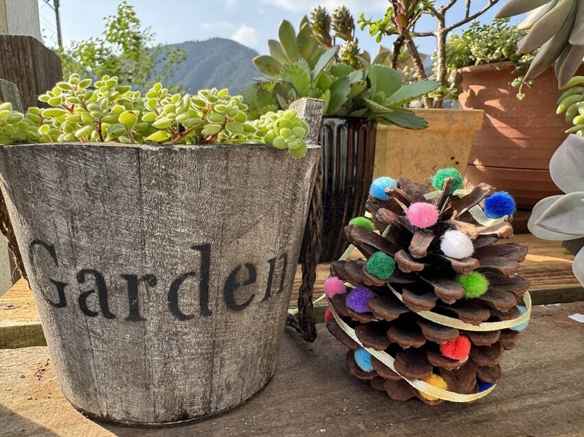 秋天撿果記》大自然的禮物【會呼吸的松果｜帶翅的種子_台灣黃杞