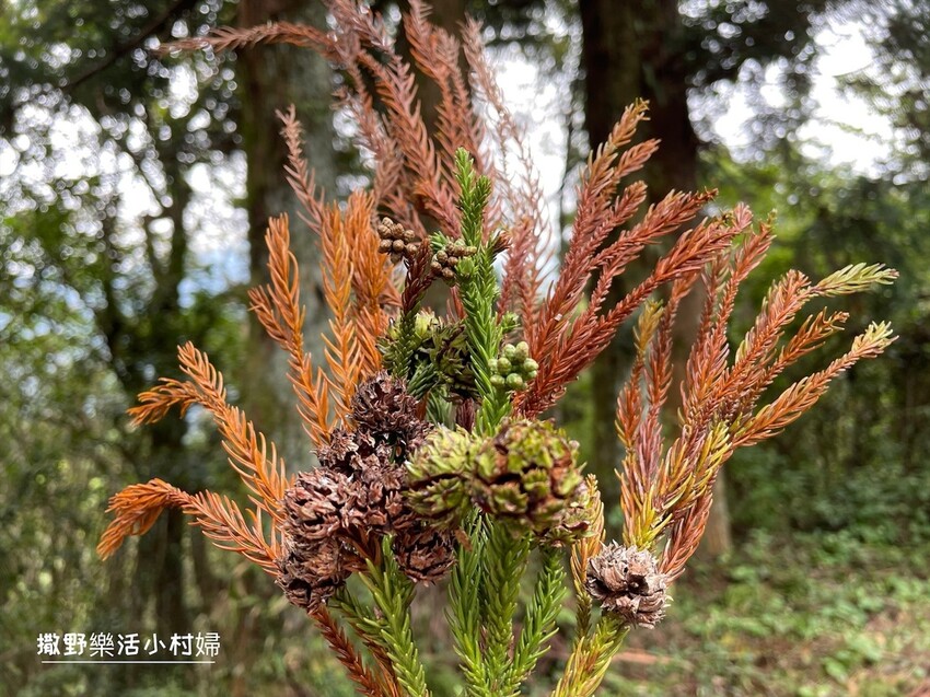 秋天撿果記》大自然的禮物【會呼吸的松果｜帶翅的種子_台灣黃杞