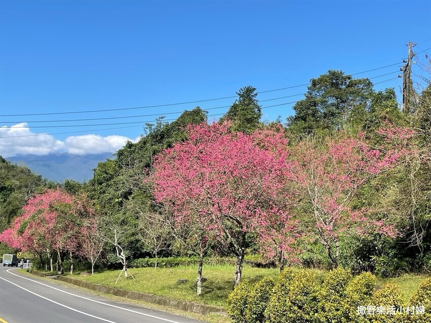 宜蘭賞櫻景點》台七丙線【櫻花公路】一路粉紅浪漫