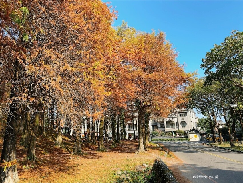 偶像劇場景般的落羽松森林【羅東運動公園】秋冬季節染成橘紅一片 偶像劇場景般的落羽松森林【羅東運動公園】秋冬季節染成橘紅一片