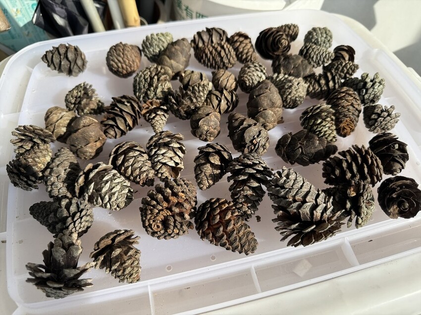 秋天撿果記》大自然的禮物【會呼吸的松果｜帶翅的種子_台灣黃杞