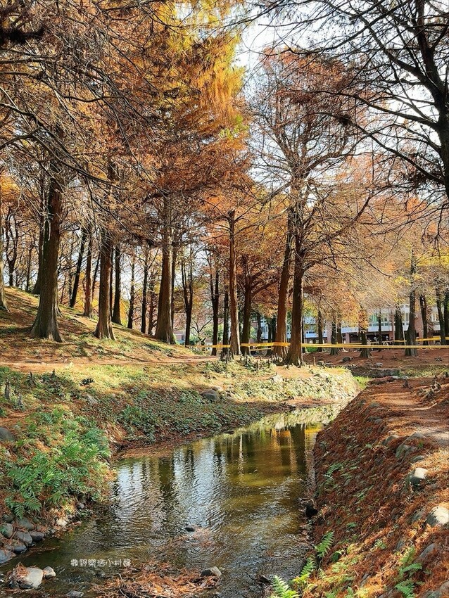 偶像劇場景般的落羽松森林【羅東運動公園】秋冬季節染成橘紅一片 偶像劇場景般的落羽松森林【羅東運動公園】秋冬季節染成橘紅一片