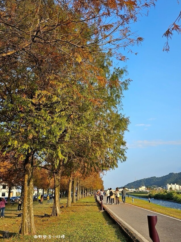潺潺流水安農溪畔,最唯美的落羽松林|宜蘭三星景點