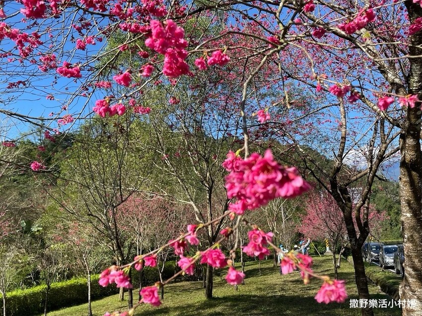 宜蘭賞櫻景點》台七丙線【櫻花公路】一路粉紅浪漫
