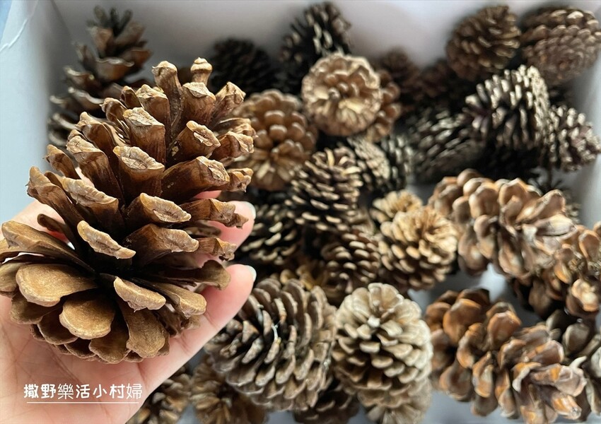 秋天撿果記》大自然的禮物【會呼吸的松果｜帶翅的種子_台灣黃杞