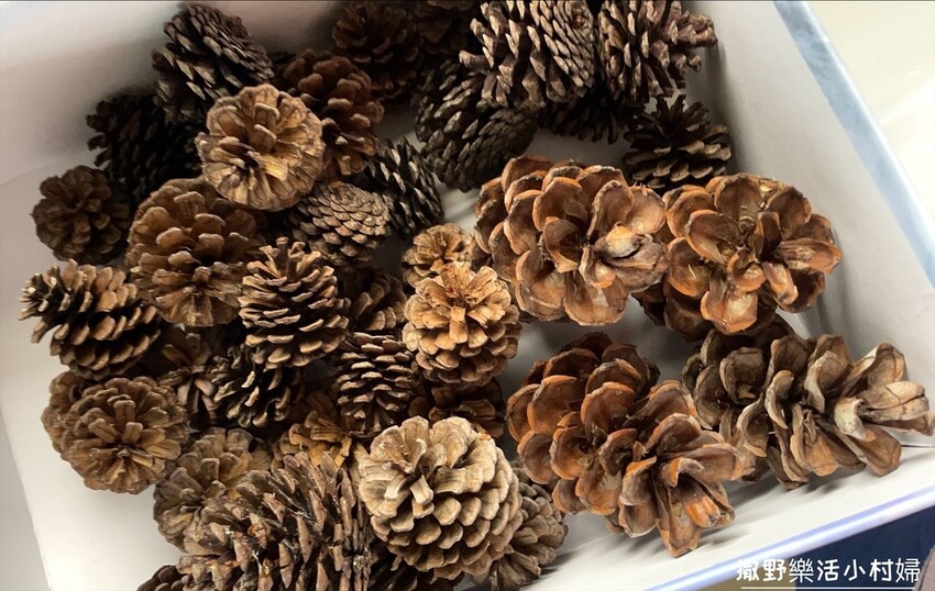 秋天撿果記》大自然的禮物【會呼吸的松果｜帶翅的種子_台灣黃杞
