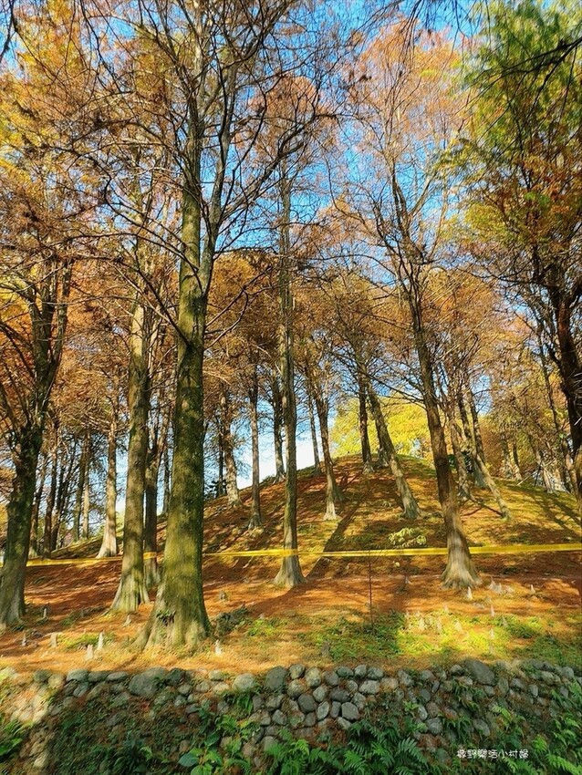 偶像劇場景般的落羽松森林【羅東運動公園】秋冬季節染成橘紅一片 偶像劇場景般的落羽松森林【羅東運動公園】秋冬季節染成橘紅一片