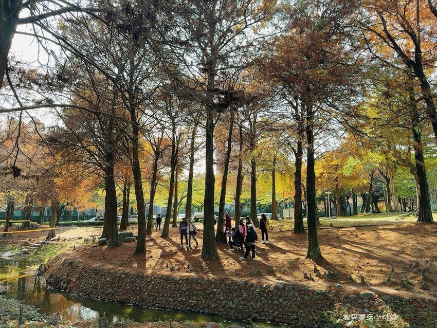 偶像劇場景般的落羽松森林【羅東運動公園】秋冬季節染成橘紅一片 偶像劇場景般的落羽松森林【羅東運動公園】秋冬季節染成橘紅一片