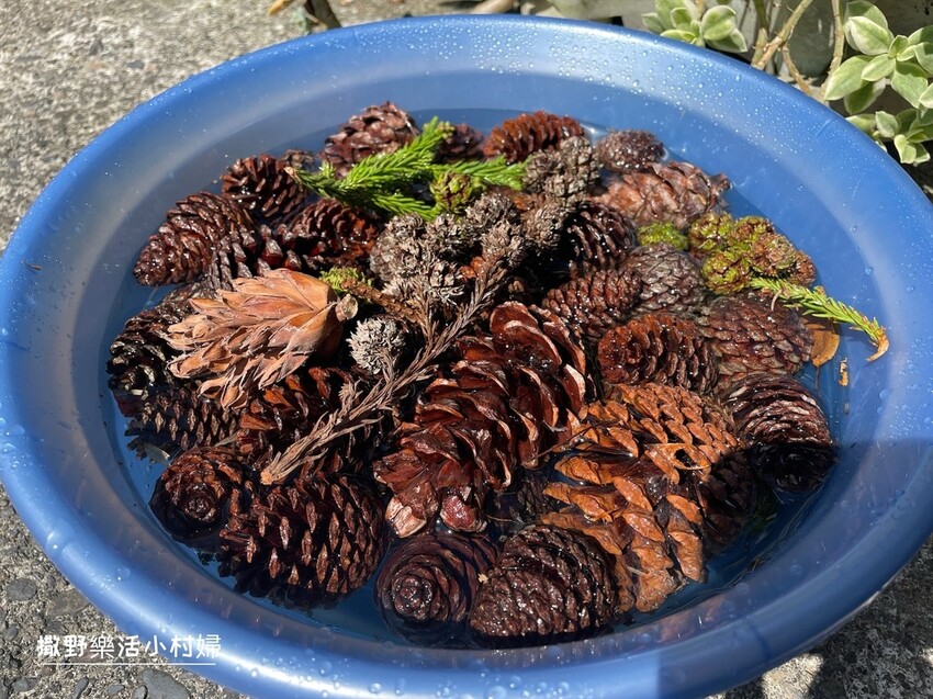 秋天撿果記》大自然的禮物【會呼吸的松果｜帶翅的種子_台灣黃杞