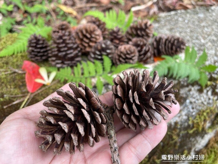 秋天撿果記》大自然的禮物【會呼吸的松果｜帶翅的種子_台灣黃杞