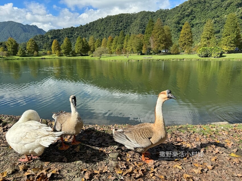 一年四季都好拍的秘境【蜊埤湖】絕美湖光山色倒影,肥肥鴨鵝戲水 一年四季都好拍的秘境【蜊埤湖】絕美湖光山色倒影,肥肥鴨鵝戲水
