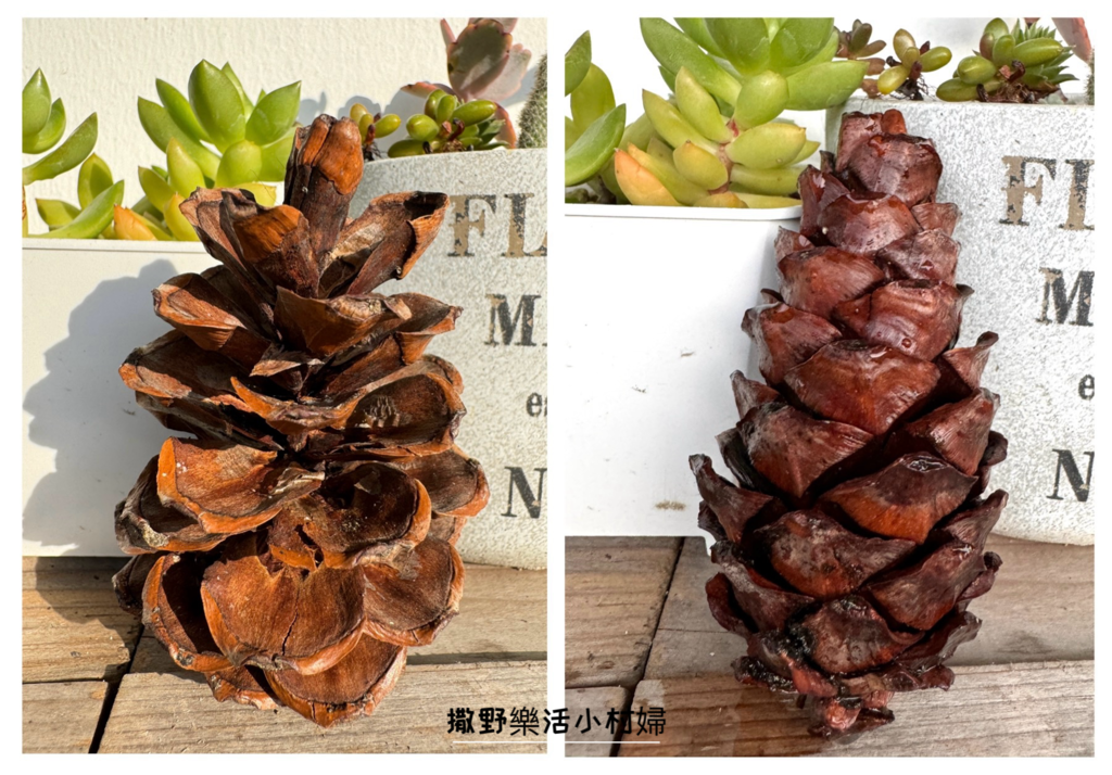 秋天撿果記》大自然的禮物【會呼吸的松果｜帶翅的種子_台灣黃杞