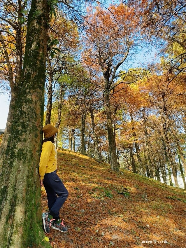 偶像劇場景般的落羽松森林【羅東運動公園】秋冬季節染成橘紅一片 偶像劇場景般的落羽松森林【羅東運動公園】秋冬季節染成橘紅一片