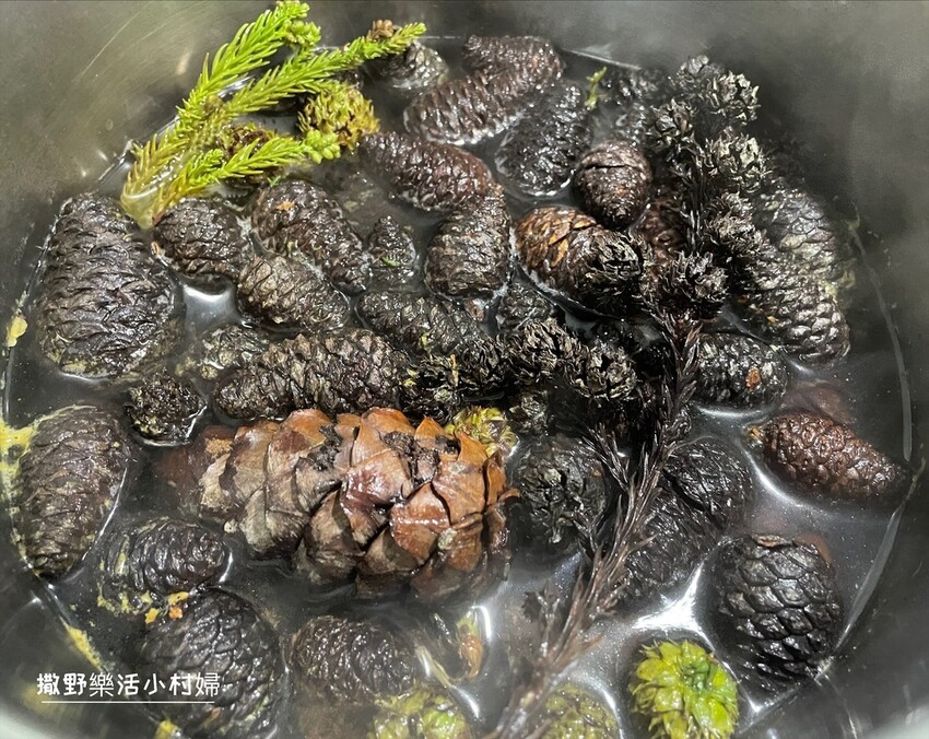 秋天撿果記》大自然的禮物【會呼吸的松果｜帶翅的種子_台灣黃杞