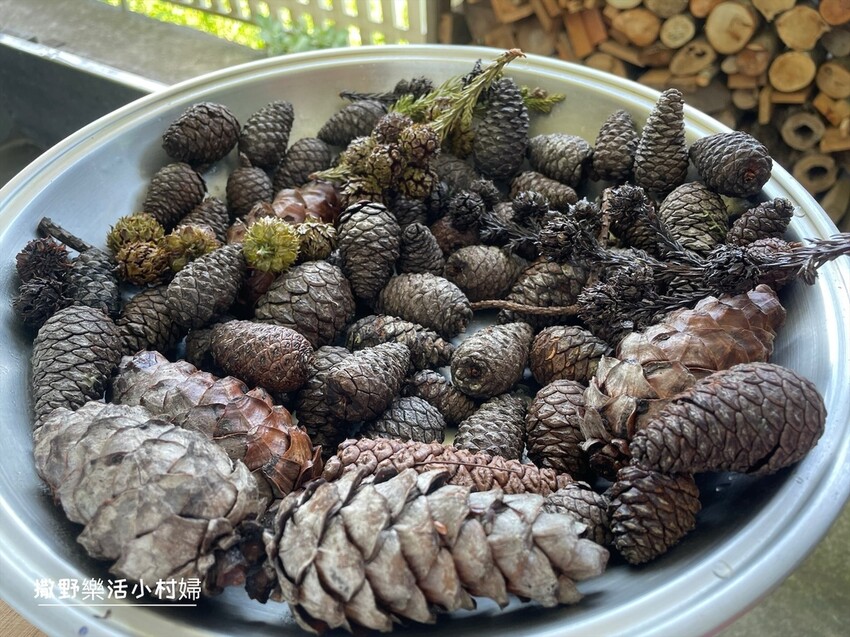 秋天撿果記》大自然的禮物【會呼吸的松果｜帶翅的種子_台灣黃杞