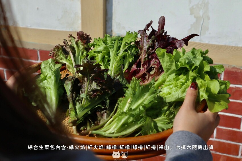 全台線上|統苣有機農場-有機綜合生菜包.含七種有機萵苣美生菜