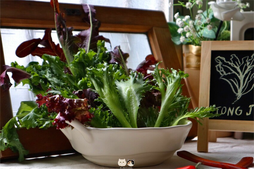 全台線上|統苣有機農場-有機綜合生菜包.含七種有機萵苣美生菜