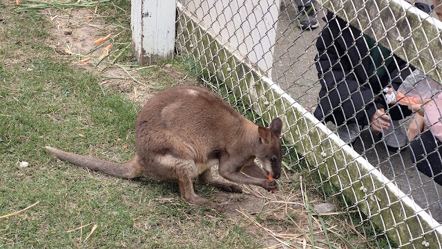 初鹿牧場 - 袋鼠 初鹿牧場 - 袋鼠