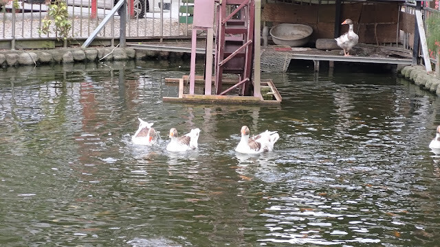 富里花海景觀區 - 富里鄉農會羅山展售中心 - 鵝 富里花海景觀區 - 富里鄉農會羅山展售中心 - 鵝