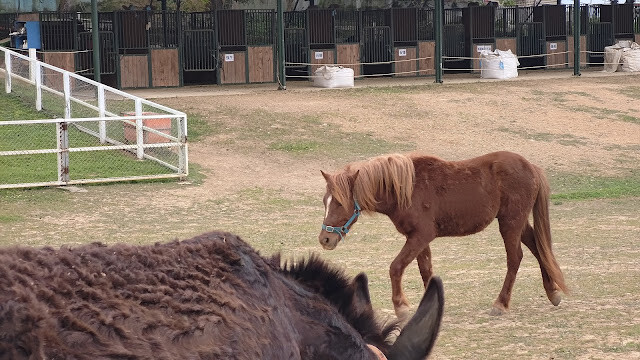 初鹿牧場 - 馬 初鹿牧場 - 馬