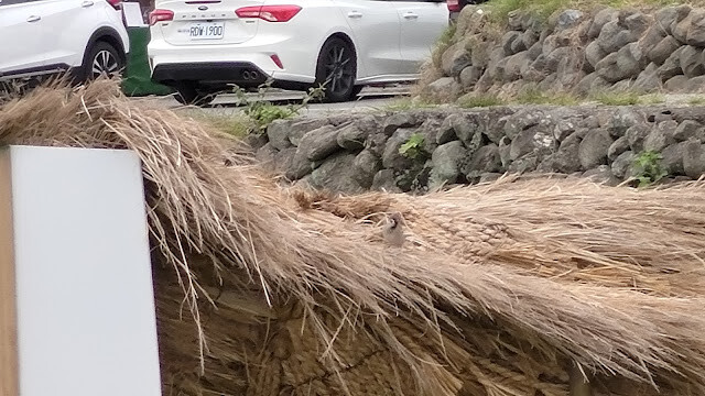 富里花海景觀區 - 真的麻雀 富里花海景觀區 - 真的麻雀