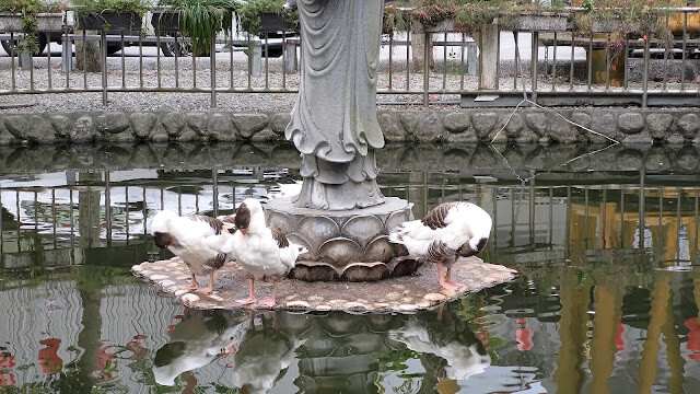 富里花海景觀區 - 富里鄉農會羅山展售中心 - 鵝 富里花海景觀區 - 富里鄉農會羅山展售中心 - 鵝