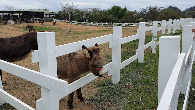 初鹿牧場 - 初鹿牧場 -