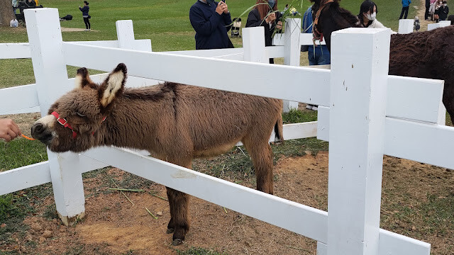 初鹿牧場 - 初鹿牧場 -