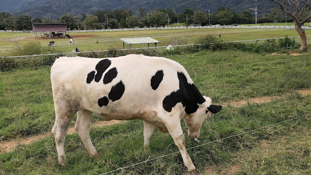 初鹿牧場 - 乳牛 初鹿牧場 - 乳牛