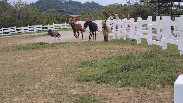 初鹿牧場 - 馬 初鹿牧場 - 馬