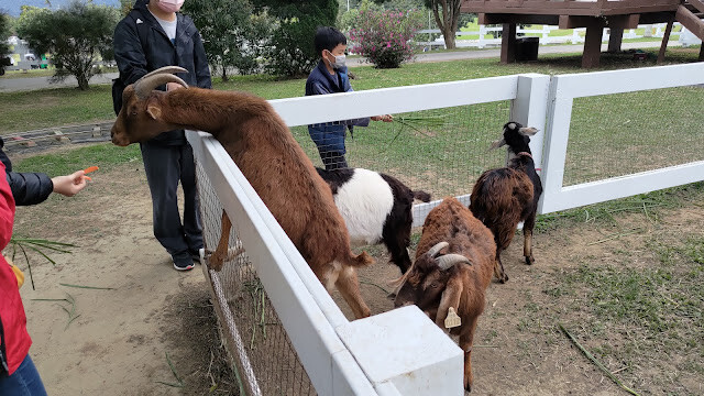 初鹿牧場 - 努比亞山羊 初鹿牧場 - 努比亞山羊