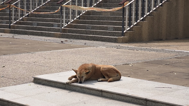 王功漁港 - 路邊野狗