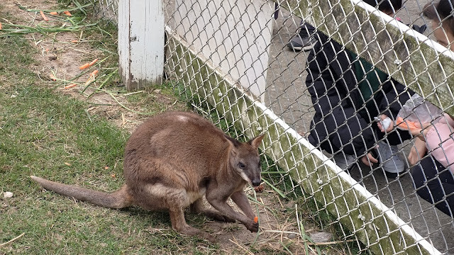 初鹿牧場 - 袋鼠 初鹿牧場 - 袋鼠