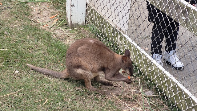 初鹿牧場 - 袋鼠 初鹿牧場 - 袋鼠