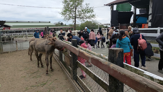 初鹿牧場 - 剃毛後驢子 初鹿牧場 - 剃毛後驢子