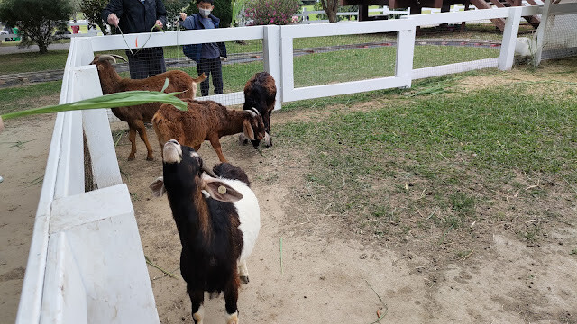 初鹿牧場 - 努比亞山羊 初鹿牧場 - 努比亞山羊