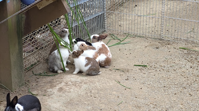 初鹿牧場 - 兔子 初鹿牧場 - 兔子