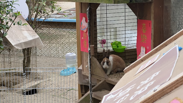 初鹿牧場 - 兔子 初鹿牧場 - 兔子