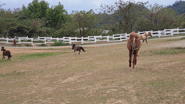 初鹿牧場 - 馬 初鹿牧場 - 馬
