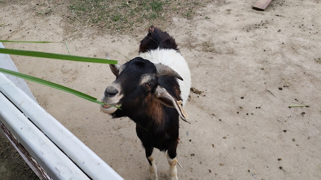 初鹿牧場 - 努比亞山羊 初鹿牧場 - 努比亞山羊