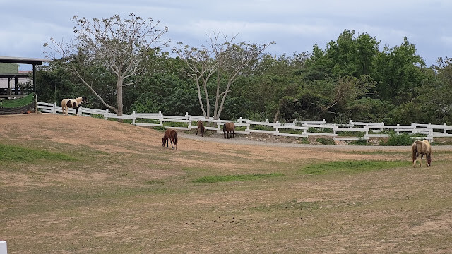 初鹿牧場 - 馬 初鹿牧場 - 馬