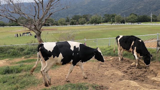 初鹿牧場 - 乳牛 初鹿牧場 - 乳牛