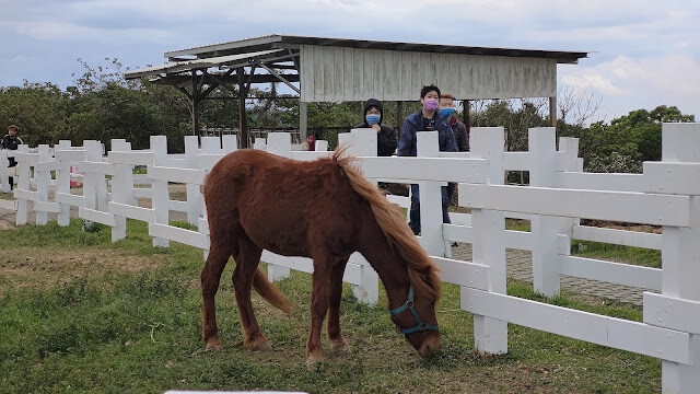 初鹿牧場 - 馬 初鹿牧場 - 馬