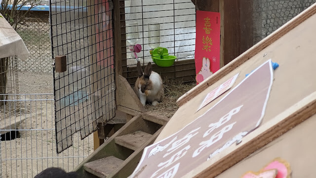 初鹿牧場 - 兔子 初鹿牧場 - 兔子