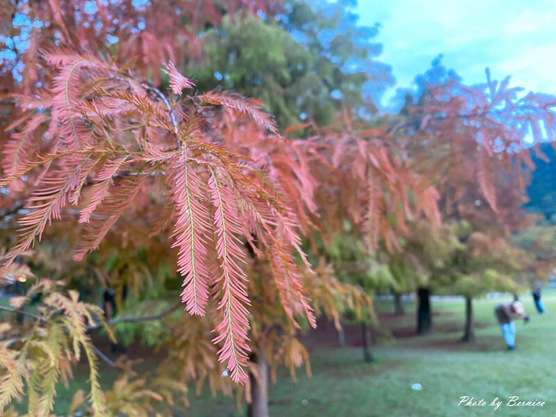 大湖公園落羽松~捷運出站即抵達最輕鬆欣賞落羽松美景的所在 @Bernice的隨手筆記