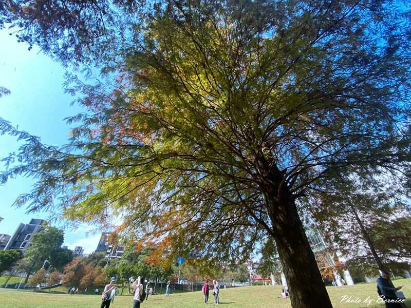 大湖公園落羽松~捷運出站即抵達最輕鬆欣賞落羽松美景的所在 @Bernice的隨手筆記